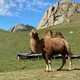 монгольские записки
