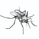 MOSQUITO jewellery