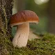 Грибы в Грузии/Mushrooms in Georgia