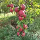 🍎🍏Kosonsoy olmalari🍐🍊🍋