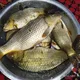 Namanganliklar BALIQ OVI. No 1.🐟🐬🐳🐠🐋