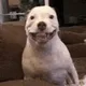 Nawthy Dog Gamble
