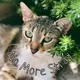 Котоволонтёрство Москва-Черногория