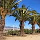 Oci Sants-Montjuïc