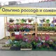 🌺Ольгина флора (Ольгина рассада и саженцы) 89994203019, 89645465649🌺