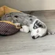 Olive o’live