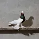 🕊OLMOS KABUTAR ishqibozlari🕊