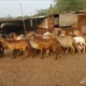 حراج المكلا لبيع وشراء الاغنام