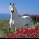 Ot🐎Ishqibozlari🐎Samarqand🐎Narpay🐎Original🐎