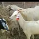 OVINOS Y CAPRINOS VENEZUELA 🐐🐑