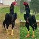 TOSHKENT HOROZLARI️️