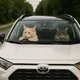 Paws of Cyprus