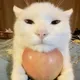 ꒰ᐢ. .ᐢ꒱