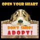 Pet Adoption Pune Mumbai Bengaluru Chennai Kolkata India - Dog Cat Animals Adoptions