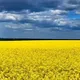 PETITION UKRAINE 2026