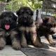 🧞‍♂🧞WAGGING TAILS🧞‍♂🧞‍♀