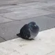 🕊 | pigeons confession