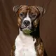 Tcenniy_Prize_Poker 🐶 или жизнь Амстаффа в Твери