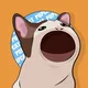 POPCat Token Presale Live