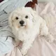 Puffy the Malteser $PUFFY