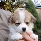 Купить щенка вельш корги пемброк