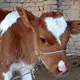 Қанлыкол Мал базары🐃Qanlikol Mal bazari