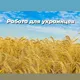 Работа Ukraine/Dordrecht