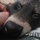 Мусорка енота 🦝