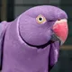 RUCHNOY POPUGAY 🦜