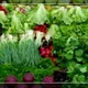 سبزیجات اماده محدثه محصولات خانگی👌😋🏠