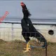БУВАЙДА ДАКАН ХУРАЗЛАРИ