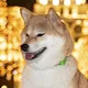 ⛩Щенки Сиба-Ину. Питомник Сиба-ину MAJESTIC ELEGANCE. Г. Москва🐕