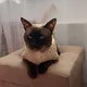 коты Скандинавии