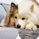 собакусы🐾
