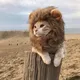 Lion Cat