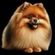 SpitzCoin 🐕 - WAVES - BSC - TON - AirDrop Pool.