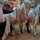 🐐_SURXONDARYO_ZOTDOR_ECHKILARI_🐐