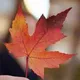TASA Canada Chat Basic