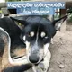 псы тбилиси