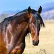Tebuev_stud