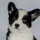Щенки корги кардиган и пемброк TerraSilveroKennel