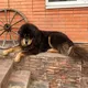 Тибетский мастиф. Тибеты России До-Кхи стандарт FCI