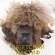Tibetan mastiffs Russia. Тибетский мастиф