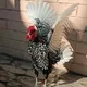 🐣🐓 SIBRAYT BENTAM GURUPASI N1🐣🐓