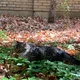 حمایت از حیوانات دانشگاه تهران 🐾