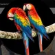 🦜UZB QUSH BOZORI🦜