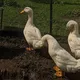 ️VADMO STAr CHAT️