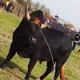 🐂ورزاداران شیرکلا🐂