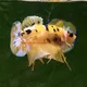 VIBGYOR EXOTICS store