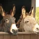 Donkey 2 Of 2